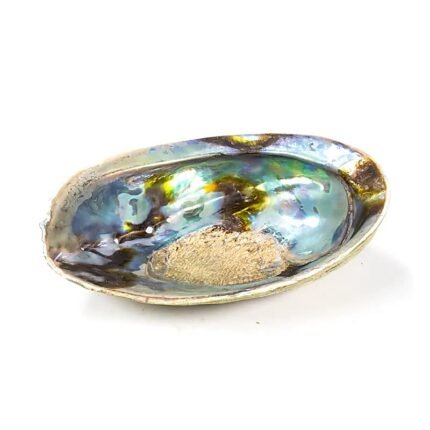 Räuchermuschel - Regenbogen Abalone (Paua) Haliotis Iris