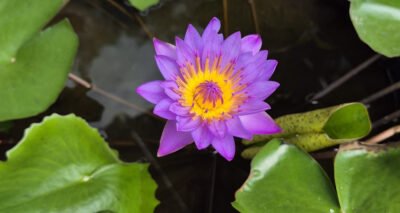 Blue Lotus