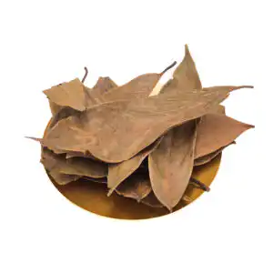 Ishpingo Ocotea Quios - Amazonas Zimt